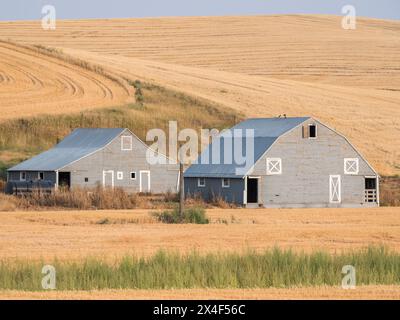 Zwei graue Scheunen mit geerntetem Weizenfeld auf dem Hügel dahinter. (Nur Für Redaktionelle Zwecke) Stockfoto