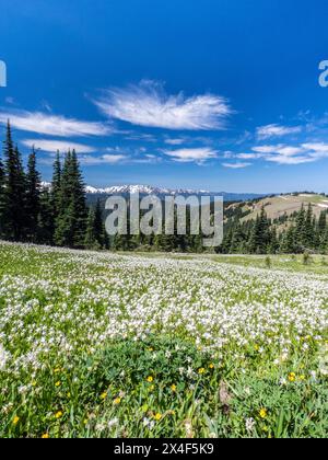 Großes Feld mit weißen Lawinenlilien im Olympic Peninsula National Park. Stockfoto