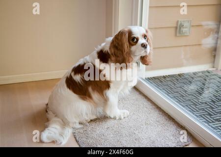 Issaquah, Bundesstaat Washington, USA. Cavalier King Charles Spaniel wartet an einer Glasschiebetür, um rausgelassen zu werden. (PR) Stockfoto