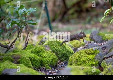 Issaquah, Bundesstaat Washington, USA. Douglas Eichhörnchen in der Luft, während es einen Sprung über moosbedeckte Felsen macht Stockfoto