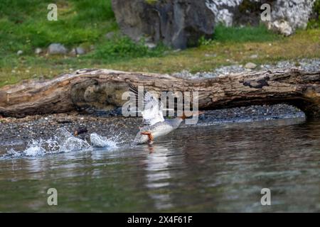 Issaquah, Bundesstaat Washington, USA. Weibliche Merganser starten vom Sammamish-See. Stockfoto