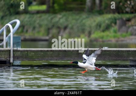 Issaquah, Bundesstaat Washington, USA. Männlicher Common Merganser hat Schwierigkeiten, in der Nähe eines Docks am Sammamish-See zu fliegen. Stockfoto