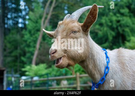 Issaquah, Bundesstaat Washington, USA. Männlicher goldener guernsey, der im Gras ruht und sich ausspricht. (PR) Stockfoto