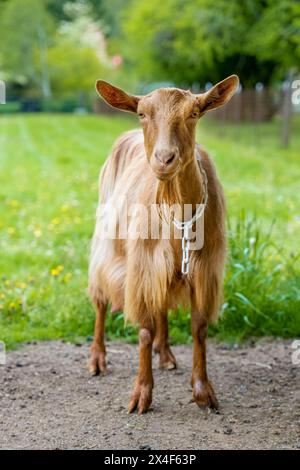 Issaquah, Bundesstaat Washington, USA. Weibliche goldene guernsey mit einer Wiese hinter ihr. (PR) Stockfoto