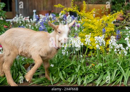 Issaquah, Bundesstaat Washington, USA. Drei Wochen alter, goldener guernsey-Junge, der auf einem Hof neben hübschen Frühlingsblumen steht. (PR) Stockfoto