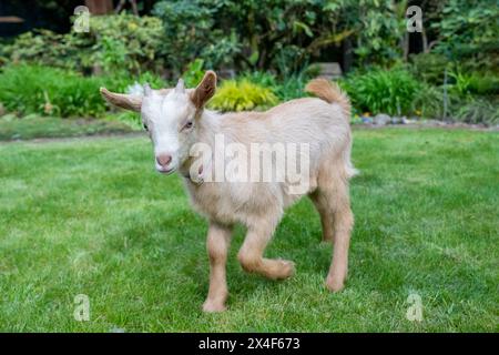 Issaquah, Bundesstaat Washington, USA. Drei Wochen alter, goldener guernsey-Junge, der in einem grasbewachsenen Hof läuft. (PR) Stockfoto