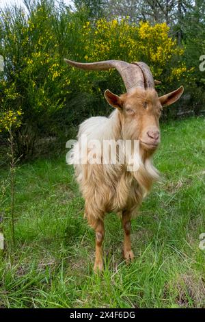 Issaquah, Bundesstaat Washington, USA. Eine seltene Rasse, die goldene guernsey-billy-Ziege mit langen Hörnern, die auf einer Wiese nach vorne blickt. (PR) Stockfoto