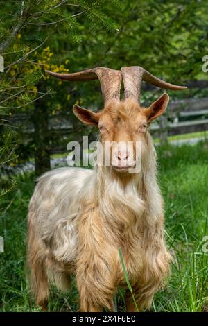 Issaquah, Bundesstaat Washington, USA. Eine seltene Rasse, die goldene guernsey-billy-Ziege mit langen Hörnern, die auf einer Wiese nach vorne blickt. (PR) Stockfoto