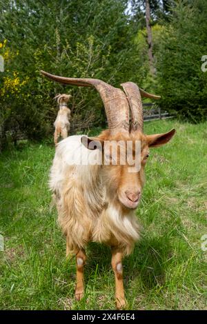 Issaquah, Bundesstaat Washington, USA. Eine seltene Rasse, die goldene guernsey-billy-Ziege mit langen Hörnern, die auf einer Wiese nach vorne blickt. (PR) Stockfoto