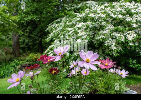 Issaquah, Bundesstaat Washington, USA. COSMOS-Blüten in Töpfen im Vorder- und Doppelfil-Viburnum-Sträucher in Blüte im Hintergrund. Stockfoto