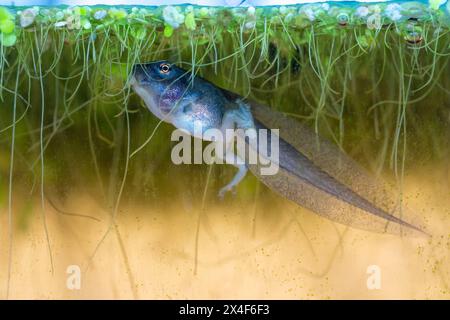 Issaquah, Bundesstaat Washington, USA. Pazifikbaumfrosch Kaulquappe mit Hinterbeinen, die Entengras in einem Aquarium fressen. Stockfoto