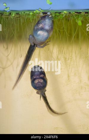 Issaquah, Bundesstaat Washington, USA. Pazifikbaumfrosch Kaulquappen mit Hinterbeinen, die Entengras in einem Aquarium essen. Stockfoto