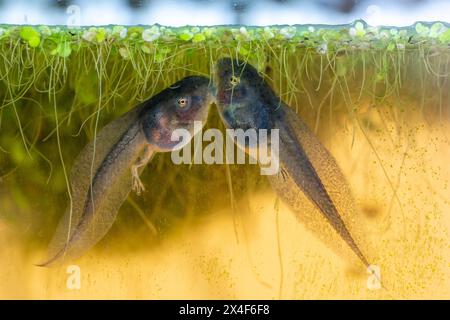 Issaquah, Bundesstaat Washington, USA. Pazifikbaumfrosch Kaulquappen mit Hinterbeinen, die Entengras in einem Aquarium essen. Stockfoto