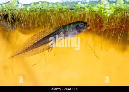 Issaquah, Bundesstaat Washington, USA. Pazifikbaumfrosch Kaulquappe mit Hinterbeinen, die Entengras in einem Aquarium fressen. Stockfoto