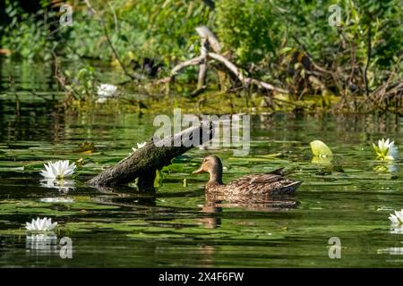 Issaquah, Bundesstaat Washington, USA. Duftende Seerose, mit einer weiblichen Stockente, die durch sie schwimmt. Stockfoto