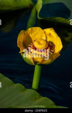 Issaquah, Bundesstaat Washington, USA. Nahaufnahme einer großen gelben Teichlilie oder Wokas-Blume. Er ist leicht an seinen großen schwimmenden Blättern und br Stockfoto