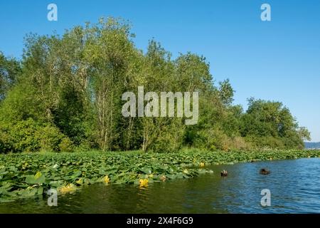 Issaquah, Bundesstaat Washington, USA. Landschaftlich reizvoll mit großen gelben Teichlilien oder Wokas (Nuphar polysepala). Er ist leicht an seinem großen Schwimmkörper zu erkennen Stockfoto