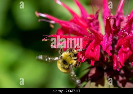 Issaquah, Bundesstaat Washington, USA. Bienenbalsam Blume mit Yellowhead Hummel. Stockfoto