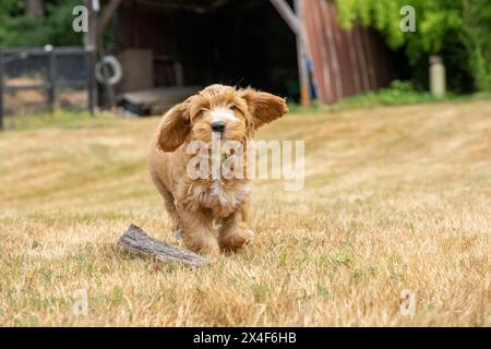 Issaquah, Bundesstaat Washington, USA. Der 3 Monate alte Aussiedoodle-Welpe hat ihren Rinderkaustock fallen lassen, als sie rannte. (PR) Stockfoto