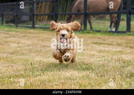 Issaquah, Bundesstaat Washington, USA. 3 Monate alter Aussiedoodle-Welpe, der mit einem Pferd im Hintergrund auf dem Feld läuft. (PR) Stockfoto