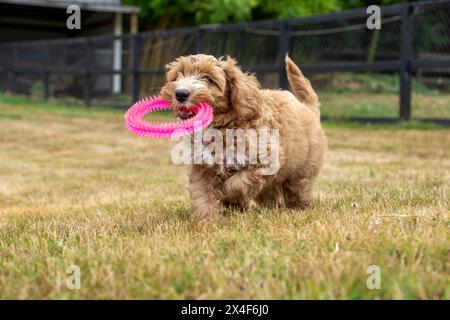 Issaquah, Bundesstaat Washington, USA. 3 Monate alter Aussiedoodle Welpe mit einem rosafarbenen Plastikringspielzeug. (PR) Stockfoto