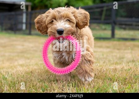 Issaquah, Bundesstaat Washington, USA. 3 Monate alter Aussiedoodle Welpe mit einem rosafarbenen Plastikringspielzeug. (PR) Stockfoto