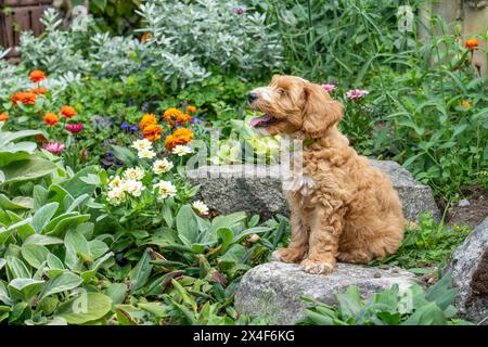 Issaquah, Bundesstaat Washington, USA. 3 Monate alter Aussiedoodle Welpe sitzt in einem Steingarten. (PR) Stockfoto