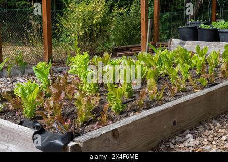 Port Hadlock, Bundesstaat Washington, USA. Salat wächst in einem Hochbeet-Garten in einem Gemeinschaftsgarten. Stockfoto