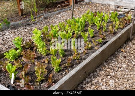 Port Hadlock, Bundesstaat Washington, USA. Salat wächst in einem Hochbeet-Garten in einem Gemeinschaftsgarten. Stockfoto