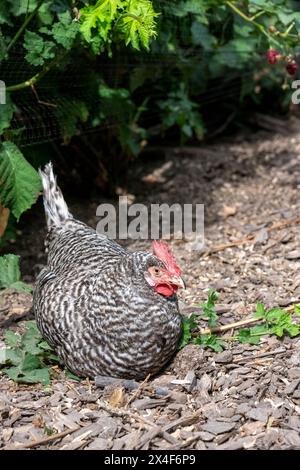 Port Townsend, Bundesstaat Washington, USA. Freilaufende Plymouth Barred Rock Hühner nisten in einem Gartenbereich. Stockfoto