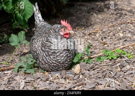 Port Townsend, Bundesstaat Washington, USA. Freilaufende Plymouth Barred Rock Hühner nisten in einem Gartenbereich. Stockfoto