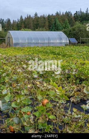 Port Townsend, Bundesstaat Washington, USA. Kürbisreben wachsen über schwarzem Gartengewebe, um Unkraut zu verhindern, mit einem Gewächshaus im Hintergrund. Stockfoto