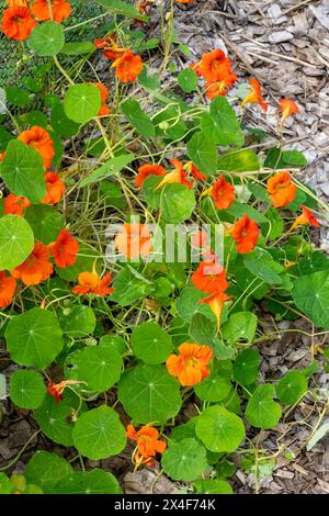 Port Townsend, Bundesstaat Washington, USA. Cluster von Kapuzinerkressen, die in einem Gemüsegarten wachsen. Stockfoto