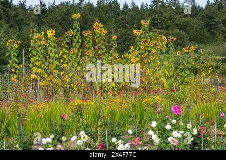 Port Townsend, Bundesstaat Washington, USA. Sonnenblumen, Dahlien und schwarzäugige susan-Blumen, die in einem kommerziellen Blumengarten geschnitten werden können Stockfoto