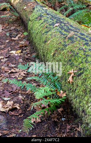 May Valley County Park, Issaquah, Washington State, USA. Moosbedeckter Baumstamm mit westlichem Schwertfarn. Stockfoto