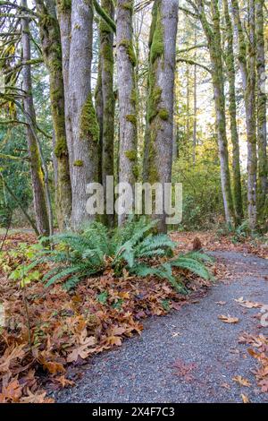 Mirrormont County Park, Issaquah, Washington State, USA. Parkpfad im Herbst neben westlichem Schwertfarn und moosbedeckten Douglasien-Baumstämmen. Stockfoto