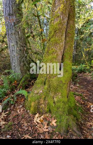 May Valley County Park, Issaquah, Washington State, USA. Moos auf gespaltenem Baumstamm, neben dem westlichen Schwertfarn. Stockfoto