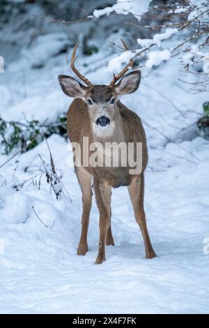 Issaquah, Bundesstaat Washington, USA. Junge Maultierhirsche im Schnee. Stockfoto