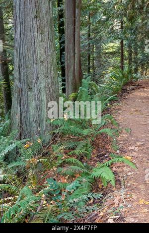 May Valley County Park, Issaquah, Washington State, USA. Westliches Schwertfarn an Western Red Cedar Trees entlang des Parkweges. Stockfoto