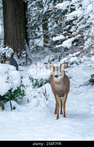 Issaquah, Bundesstaat Washington, USA. Junge Maultierhirsche im Schnee. Stockfoto