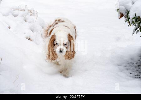 Issaquah, Bundesstaat Washington, USA. Kavalier-König Charles Spaniel, der im Schnee spaziert. (PR) Stockfoto