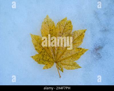 USA, Bundesstaat Washington. Zentrale Kaskaden, Herbstfarbenes Ahornblatt auf Neuschnee Stockfoto