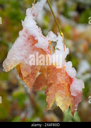 USA, Bundesstaat Washington. Zentrale Kaskaden, Schnee auf herbstfarbenen Ahornblättern, Nahaufnahme Stockfoto