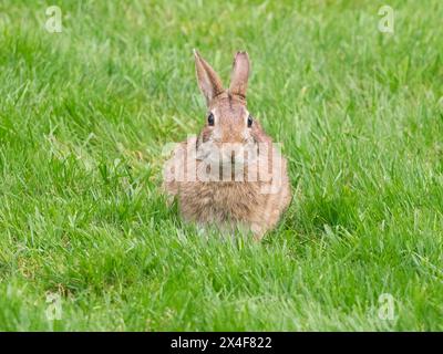 USA, Bundesstaat Washington. Östliches Baumwollschwanz-Kaninchen, das im Gras sitzt Stockfoto