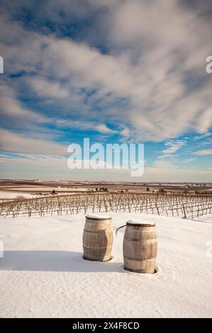 USA, Washington State, Zillah. Winter mit Schnee auf Fässern in einem Weinberg im Yakima Valley. (Nur Für Redaktionelle Zwecke) Stockfoto