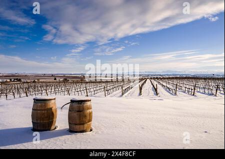 USA, Washington State, Zillah. Winterschnee auf dem Weinberg im Yakima Valley. Stockfoto