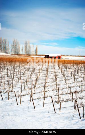 USA, Washington State, Zillah. Winterschnee auf Weinberg und Scheune im Yakima Valley. (Nur Für Redaktionelle Zwecke) Stockfoto