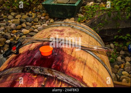 USA, Washington State, Yakima Valley. Frühjahrsfreigabe bei Van Arnam Vineyards. (Nur Für Redaktionelle Zwecke) Stockfoto