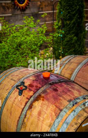 USA, Washington State, Yakima Valley. Frühjahrsfreigabe bei Van Arnam Vineyards. (Nur Für Redaktionelle Zwecke) Stockfoto