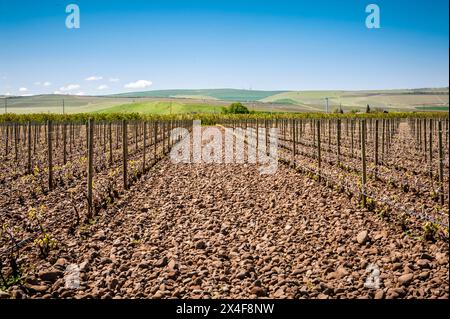 USA, Washington State, Walla Walla. Weinberg baut Trauben im berühmten Rocks District an. Stockfoto